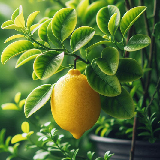 Lemon Verbena